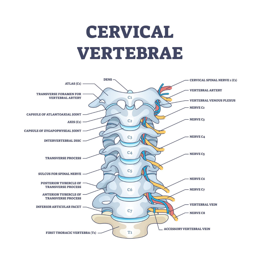 Thoracic Spine Anatomy