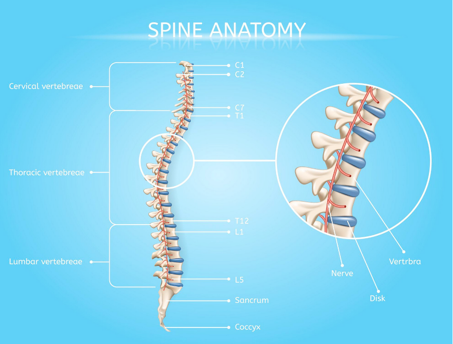 Understanding Spine Anatomy: A Complete Guide to the Cervical, Thoracic, Lumbar Spine, Sacrum & Coccyx